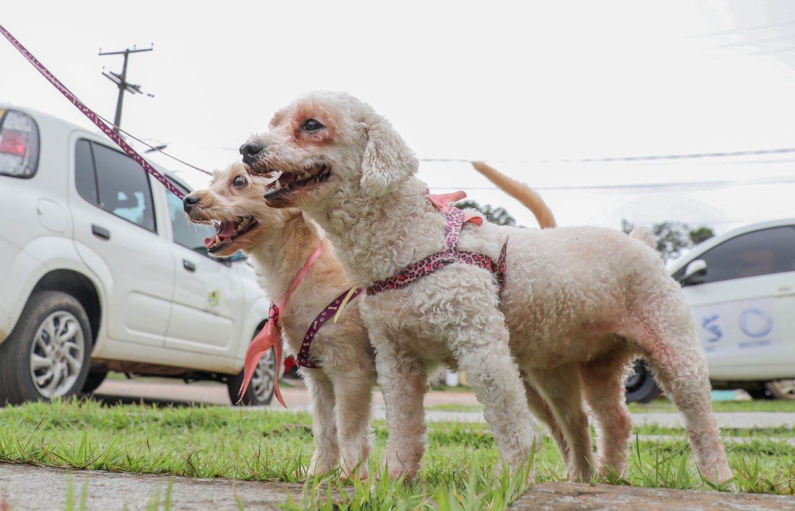 Procedimento só pode ser feito em pets a partir dos seis meses de idade