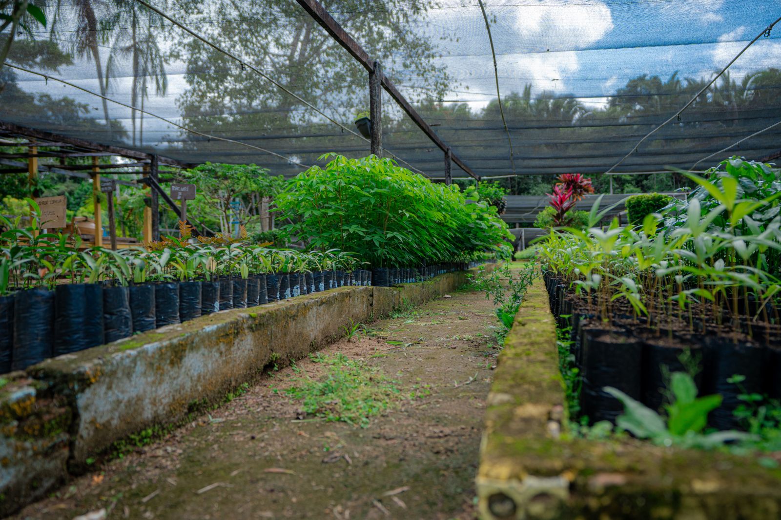 Entrega das mudas de espécies nativas da região traz benefícios para o meio ambiente
