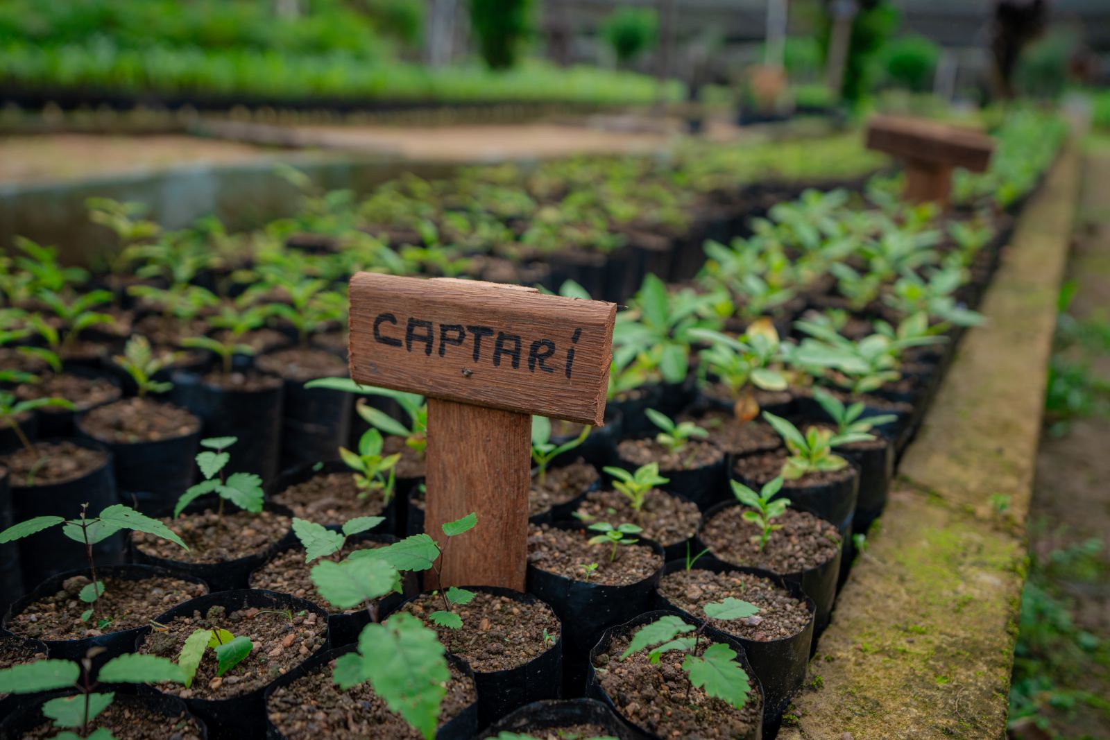 Viveiro conta com cerca de 85 mil mudas de essências variadas