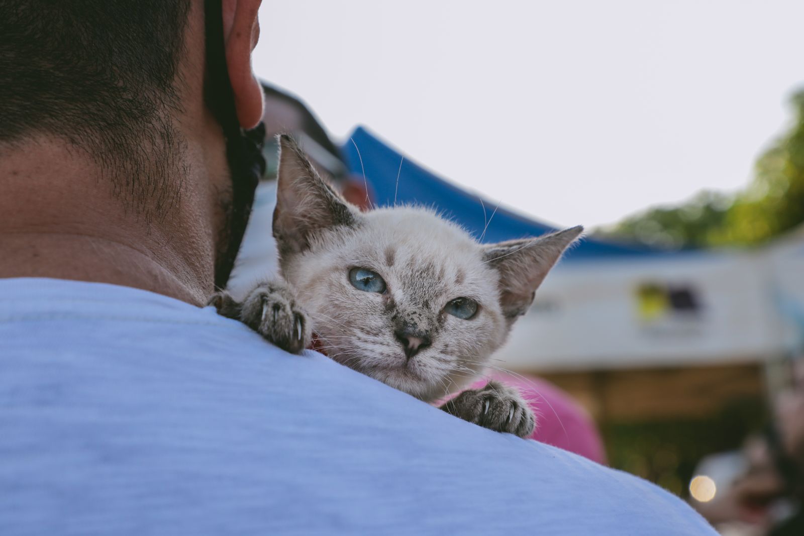 Ação busca prevenir e controlar a população de animais nas ruas 