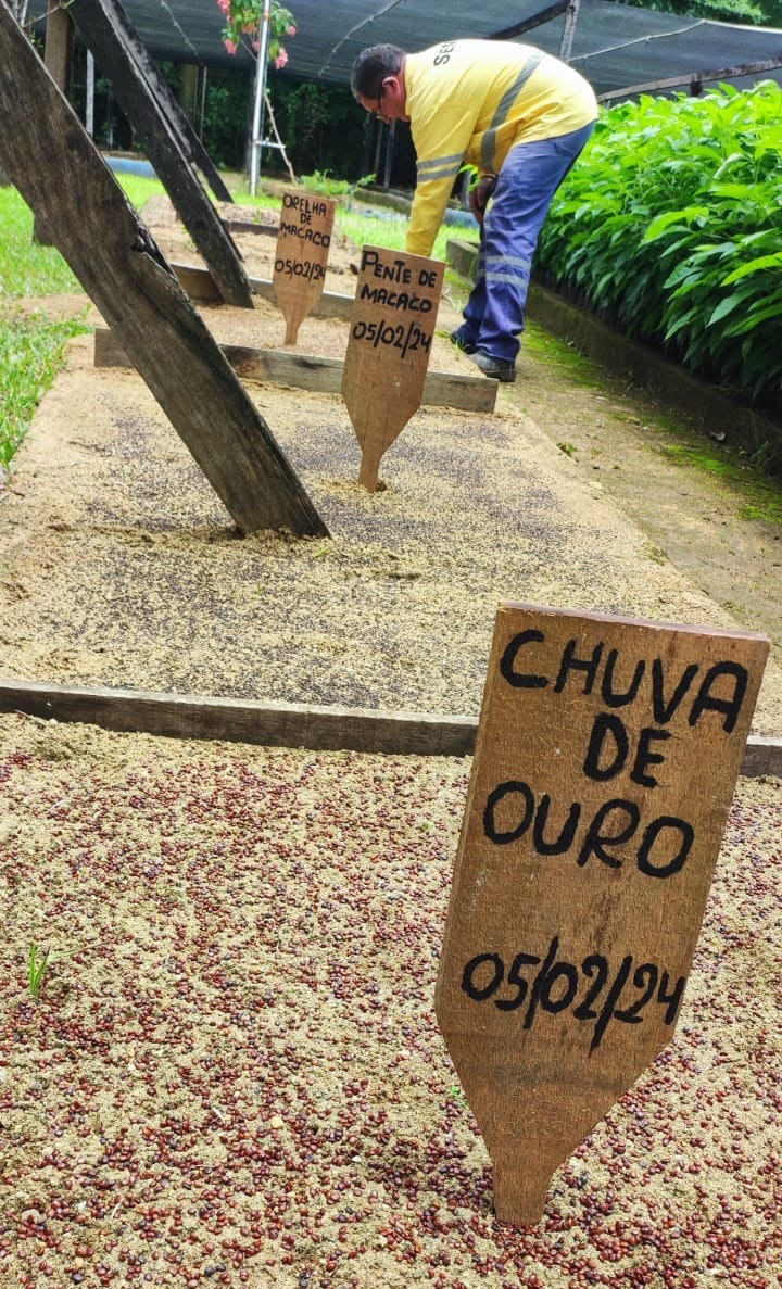 A Sema já adquiriu mais de 50 quilos de sementes junto ao CSNAM