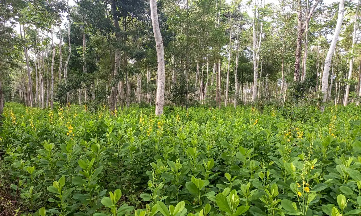 Serão plantadas 4 mil mudas de espécies nativas da Amazônia