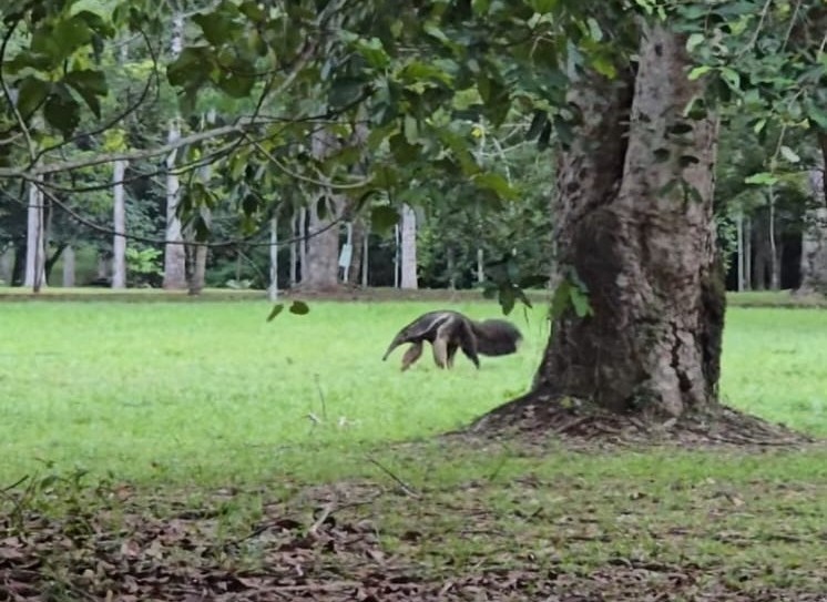 Animal foi visto na tarde deste domingo no Parque Circuito