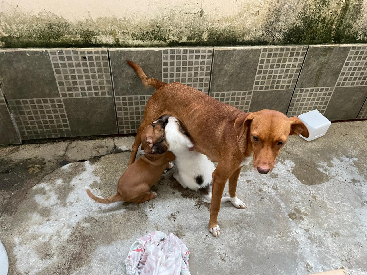 Ação teve início após denúncia anônima informando que o tutor teria abandonado a cadela por estar grávida