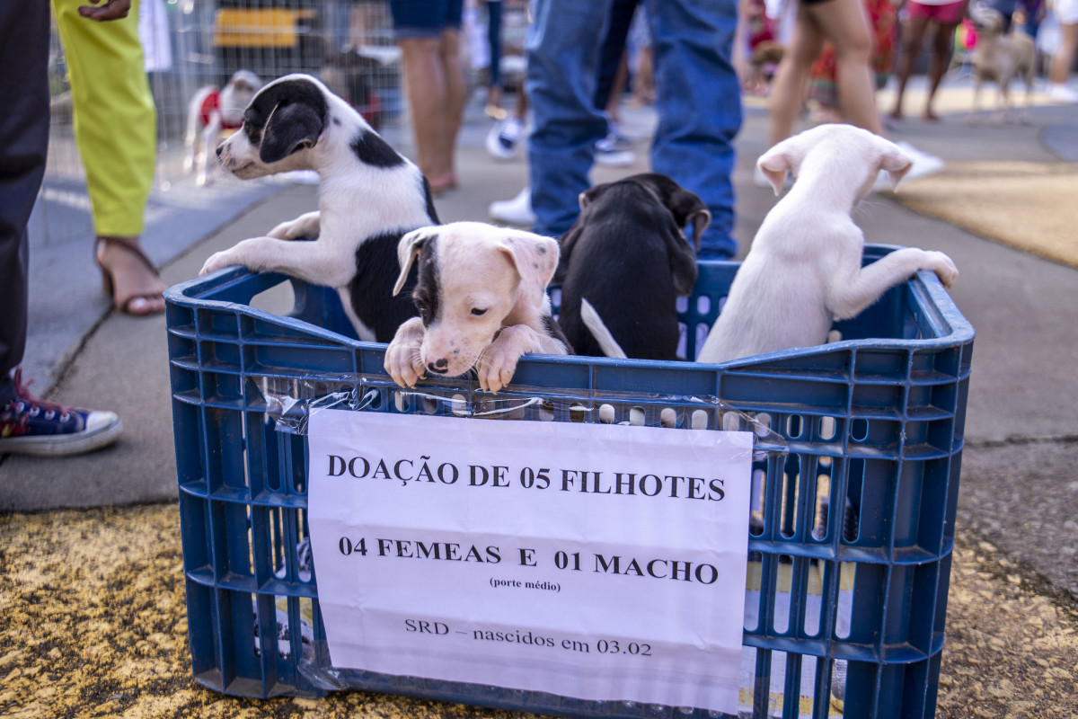 Mais de 500 animais já foram adotados durante o projeto