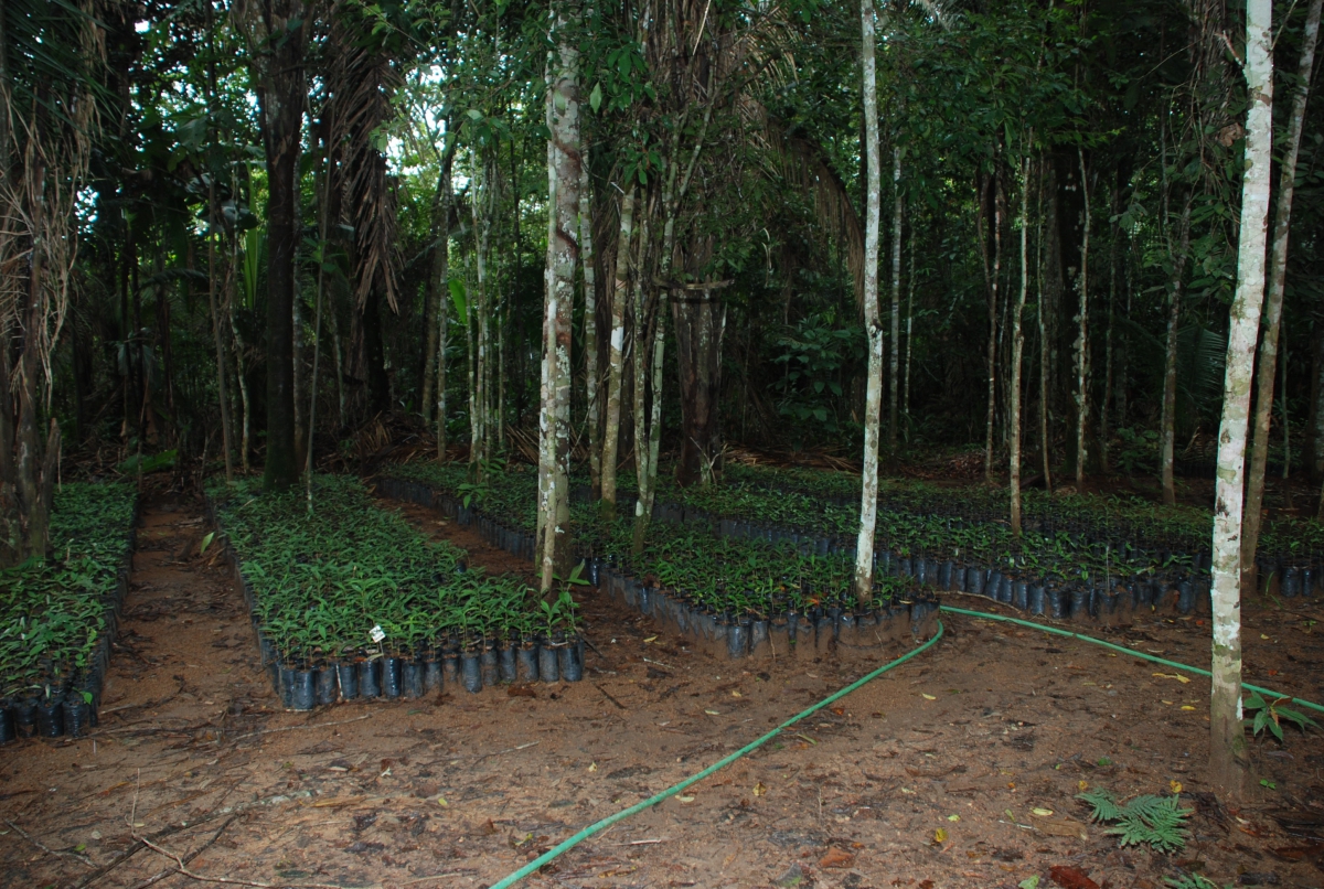 Ação visa recuperar a cobertura vegetal, estabilizar as margens dos rios e fortalecer os ecossistemas locais